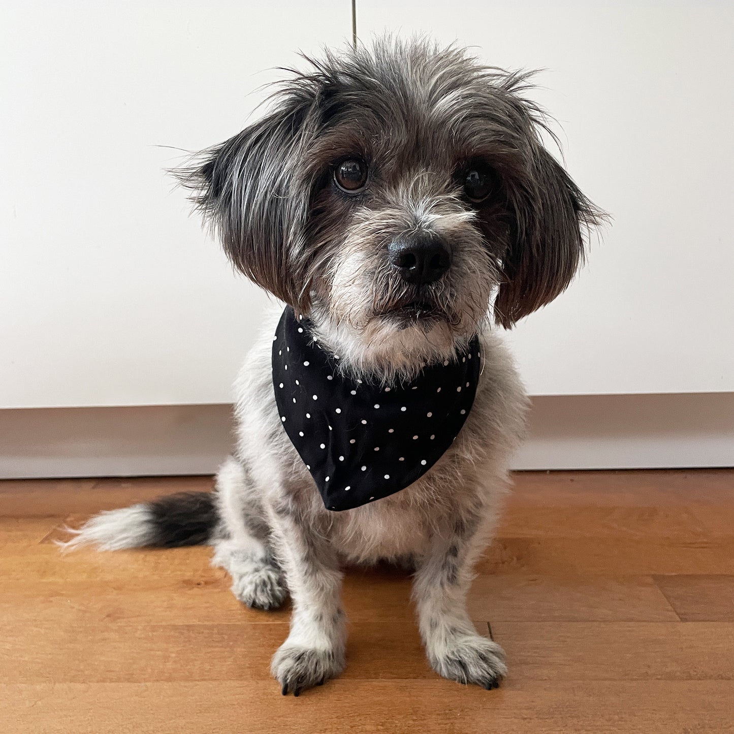 Stars and Polka Dots Pet Bandana - Medium